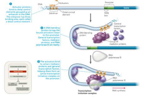 ap biology quizlet|More.